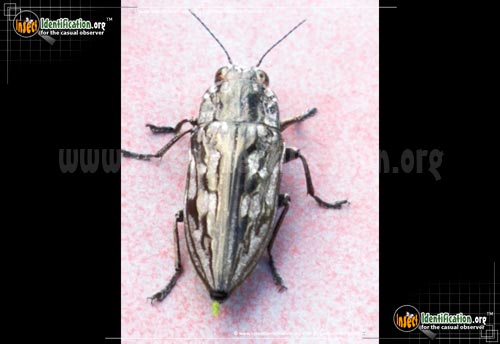 Thumbnail image #2 of the Sculptured-Pine-Borer-Beetle
