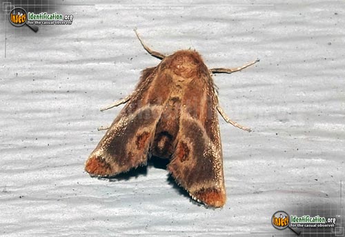 Thumbnail image of the Shagreened-Slug-Moth
