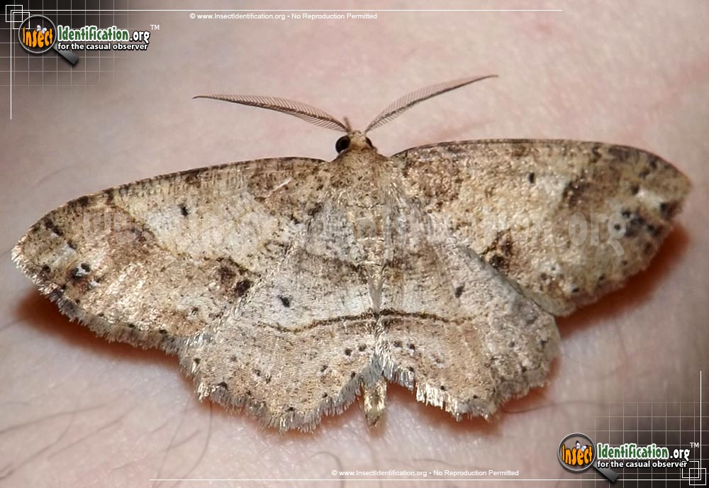 Thumbnail image #2 of the Signate-Melanolophia-Moth