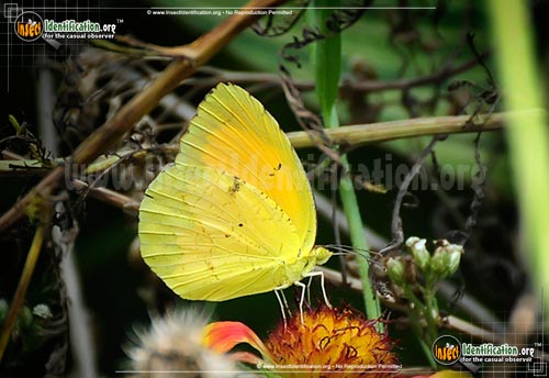 Thumbnail image #3 of the Sleepy-Orange-Sulphur-Butterfly