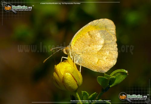 Thumbnail image #2 of the Sleepy-Orange-Sulphur-Butterfly