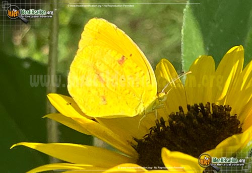 Thumbnail image #4 of the Sleepy-Orange-Sulphur-Butterfly