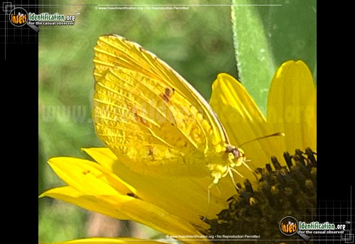 Thumbnail image #6 of the Sleepy-Orange-Sulphur-Butterfly