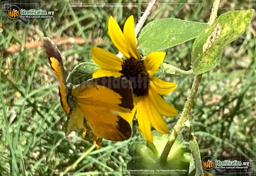 Thumbnail image #7 of the Sleepy-Orange-Sulphur-Butterfly