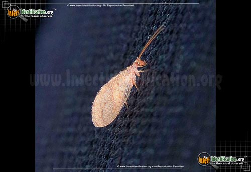 Thumbnail image of the Small-Brown-Lacewing