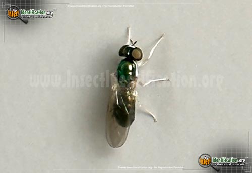 Thumbnail image of the Soldier-Fly-Cephalochryrsa-nigricornis
