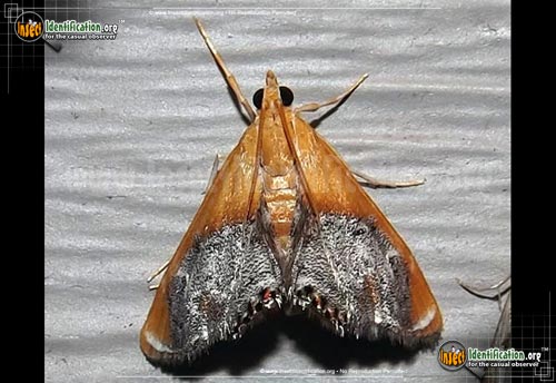 Thumbnail image of the Sooty-Winged-Chalcoela-Moth