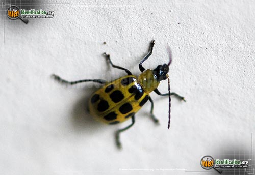 Thumbnail image #5 of the Spotted-Cucumber-Beetle