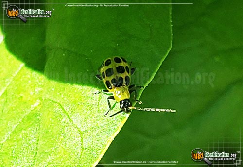 Thumbnail image #4 of the Spotted-Cucumber-Beetle