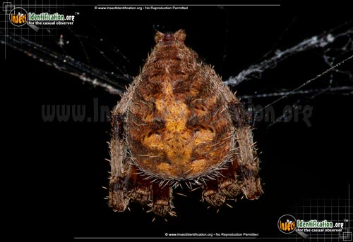 Thumbnail image #2 of the Spotted-Orb-Weaver