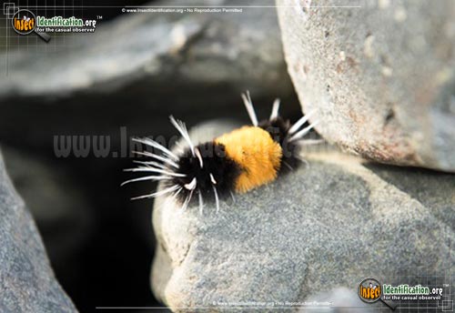 Thumbnail image of the Spotted-Tussock-Moth