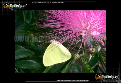 Thumbnail image of the Statira-Sulphur-Butterfly