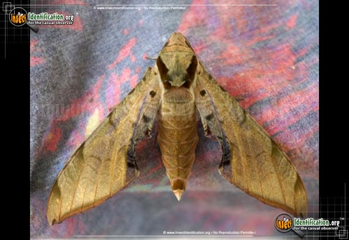 Thumbnail image of the Streaked-Sphinx-Moth