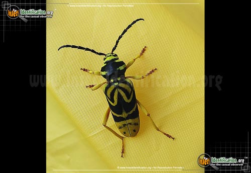 Thumbnail image of the Sugar-Maple-Borer-Beetle