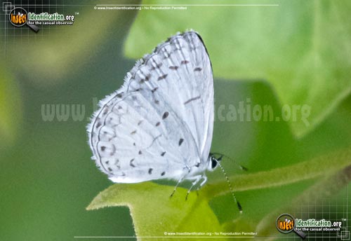 Thumbnail image of the Summer-Azure-Butterfly