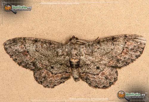 Thumbnail image of the Texas-Gray-Moth