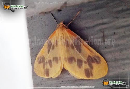 Thumbnail image of the The-Beggar-Moth