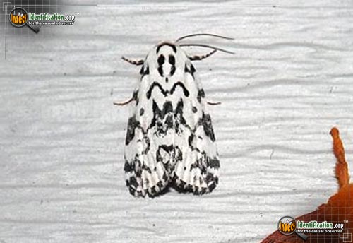Thumbnail image of the The-Hebrew-Moth