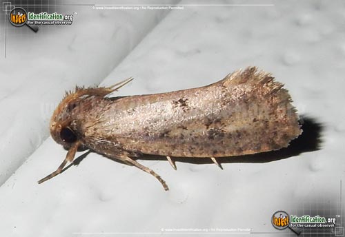 Thumbnail image of the Tubeworm-Moth-Acrolophus-mortipennella