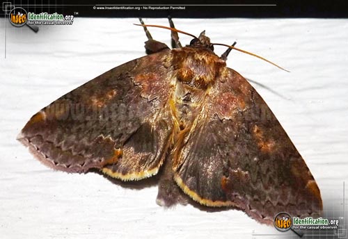 Thumbnail image of the Tufted-Thyatirin-Moth