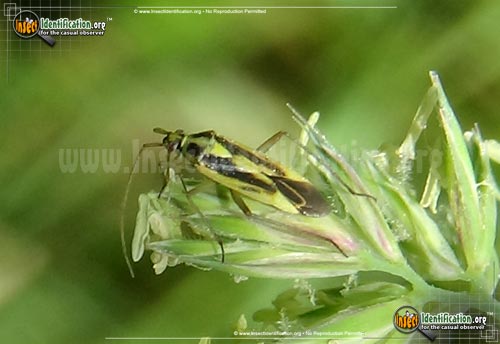 Thumbnail image of the Two-spotted-Grass-Bug