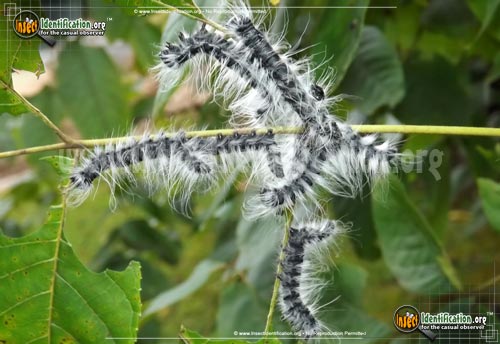 Thumbnail image of the Walnut-Caterpillar-Moth