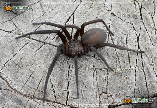 Thumbnail image #3 of the Wandering-Spider-Zoropsis-spinimana