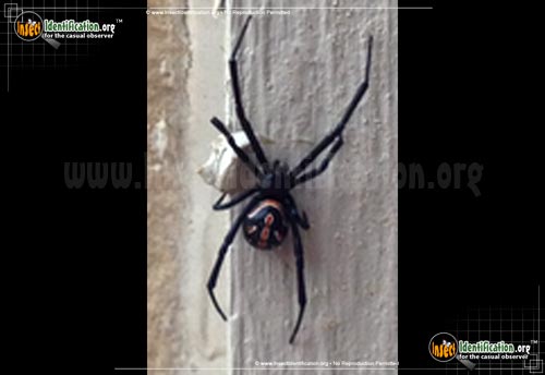 Thumbnail image #3 of the Western-Black-Widow