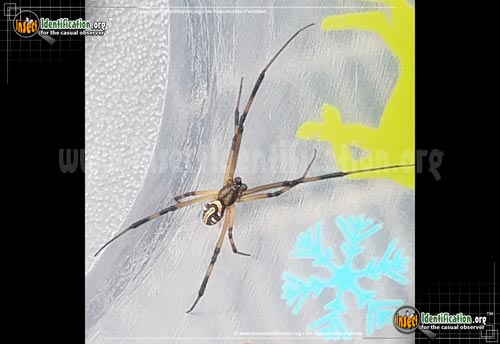 Thumbnail image #4 of the Western-Black-Widow
