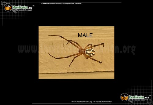 Thumbnail image #6 of the Western-Black-Widow