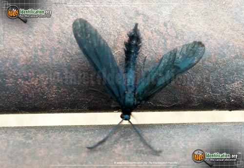 Thumbnail image of the Western-Grapeleaf-Skeletonizer-Moth