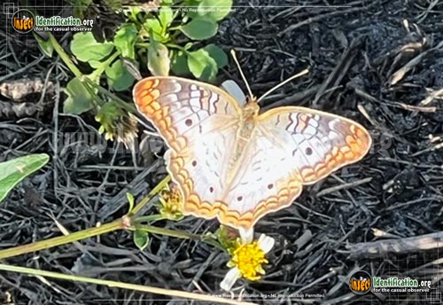 Thumbnail image #3 of the White-Peacock-Butterfly
