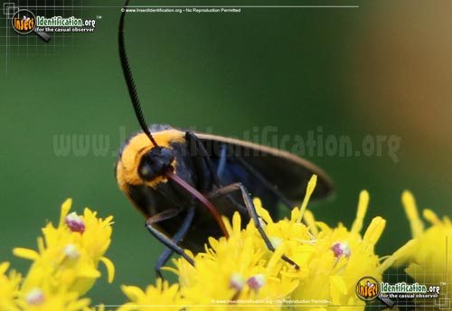 Thumbnail image #2 of the Yellow-Collared-Scape-Moth