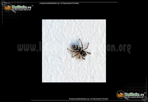 Thumbnail image of the Zebra-Jumper-Spider