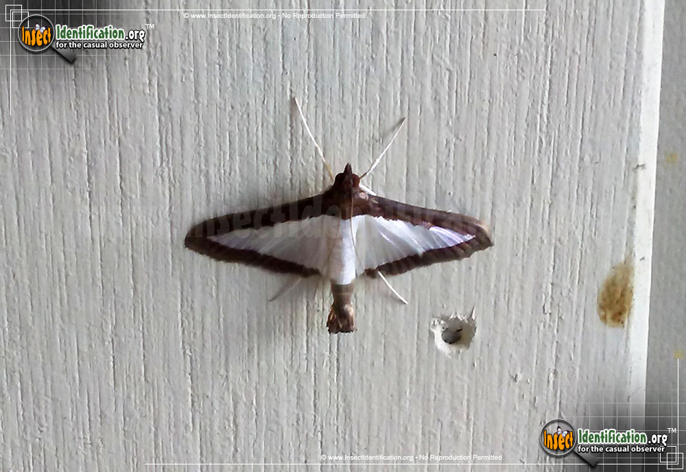 Full-sized image #2 of the Melonworm-Moth