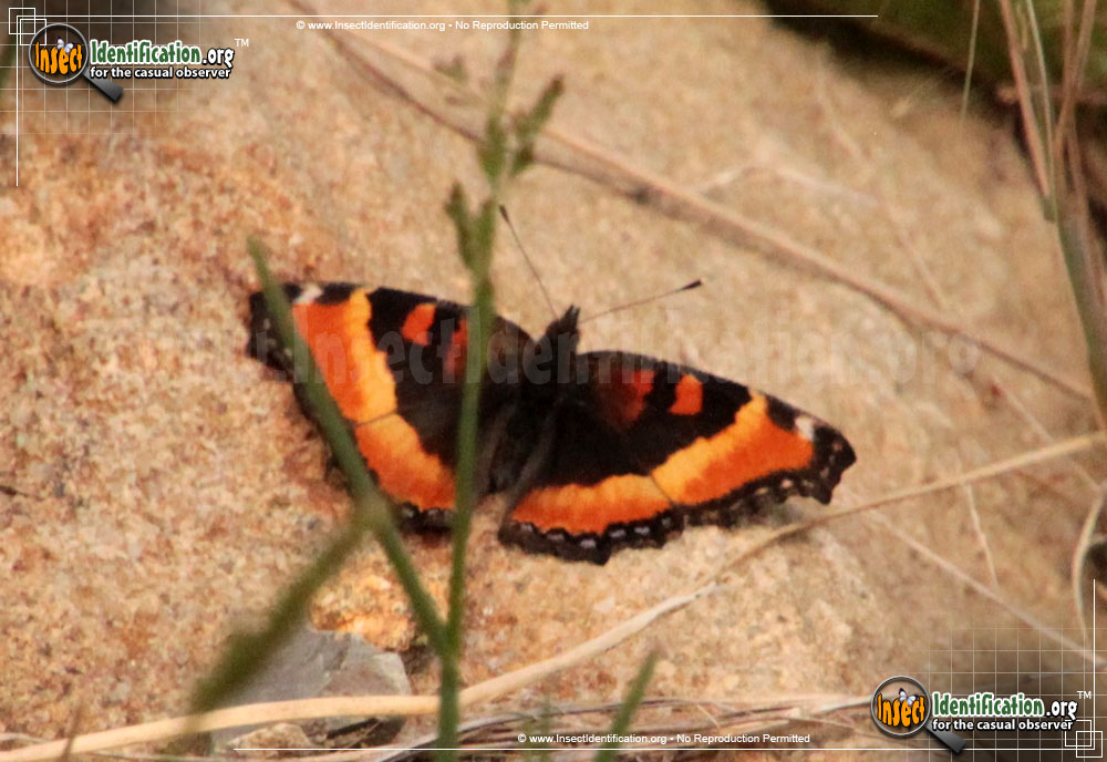 Full-sized image #7 of the Milberts-Tortoiseshell-Butterfly