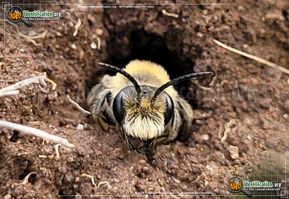 Full-sized image #6 of the Miner-Bee