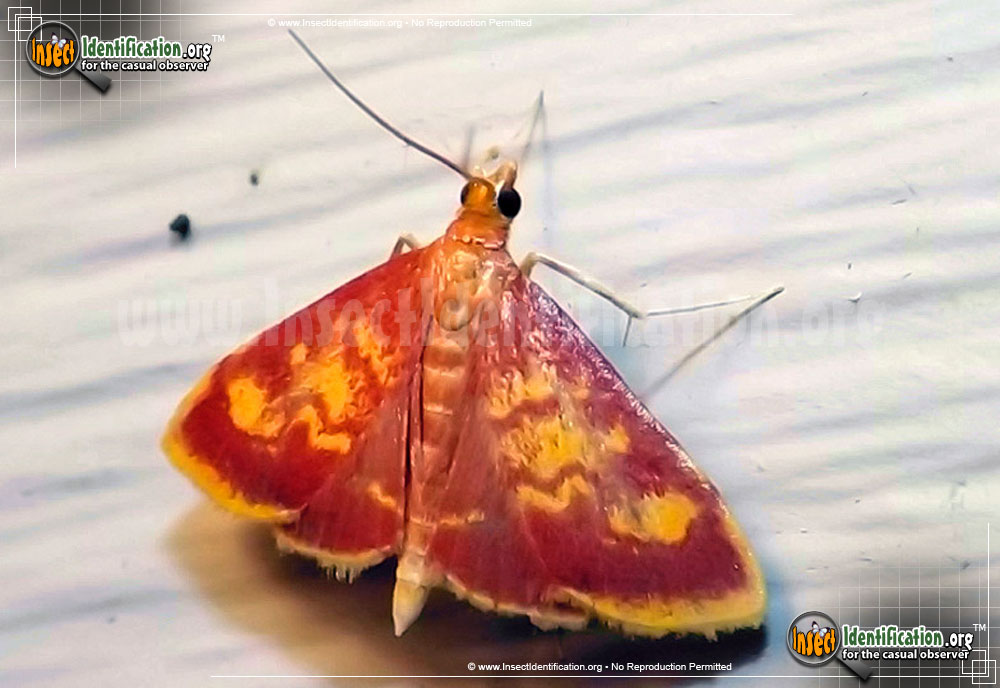 Full-sized image of the Mint-Loving-Pyrausta-Moth
