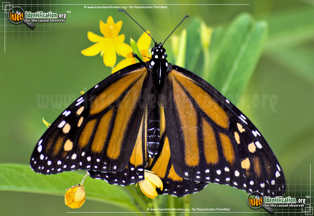 Full-sized image #10 of the Monarch-Butterfly