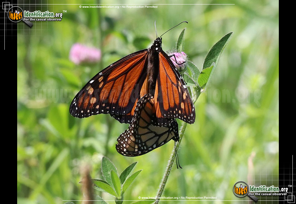 Full-sized image #12 of the Monarch-Butterfly