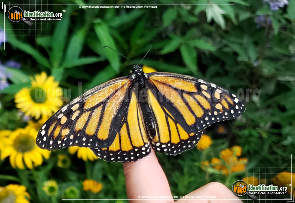 Full-sized image of the Monarch-Butterfly