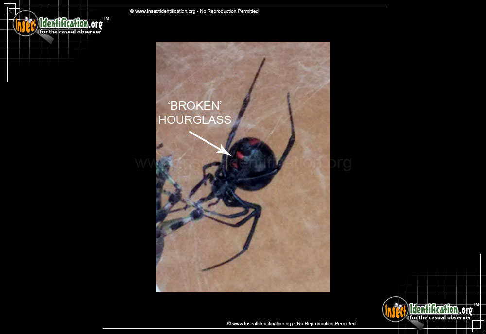 Full-sized image #3 of the Northern-Black-Widow