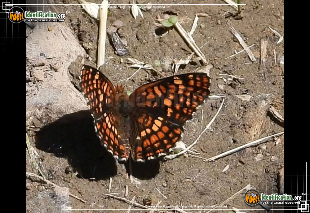 Full-sized image of the Northern-Checkerspot-Butterfly