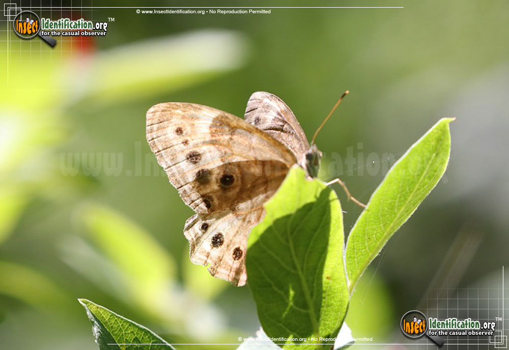 Full-sized image #6 of the Northern-Pearly-Eye-Butterfly