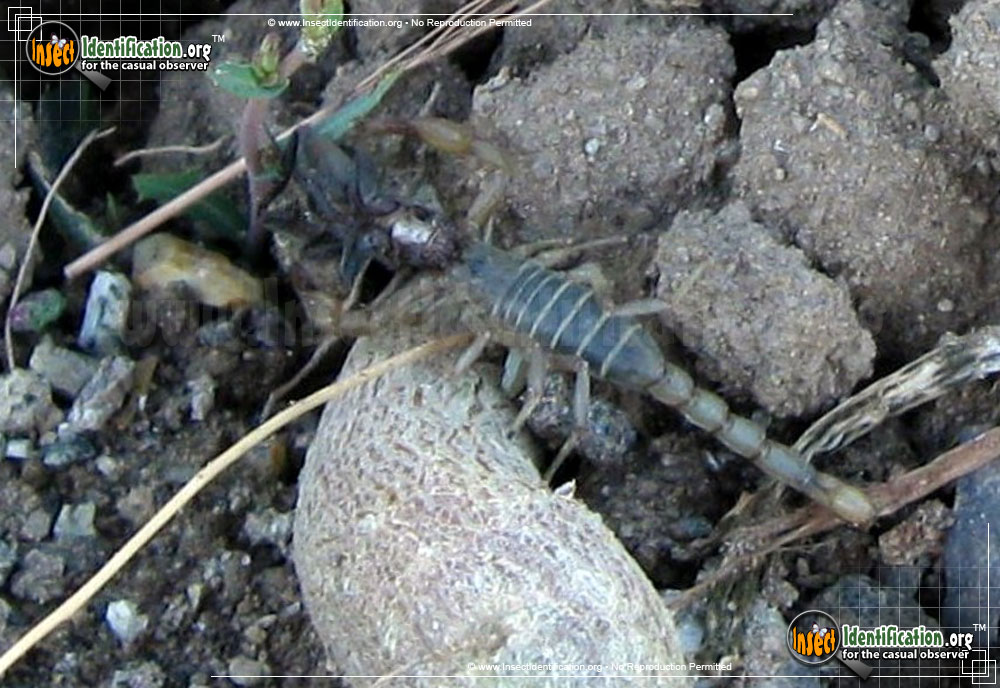 Full-sized image #2 of the Northern-Scorpion