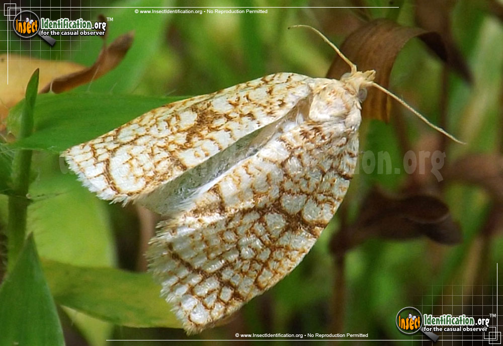 Full-sized image of the Oak-Leafroller-Moth