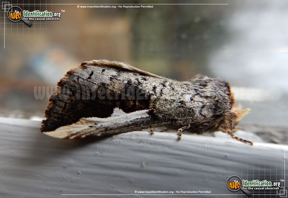 Full-sized image of the Orange-Humped-Mapleworm-Moth