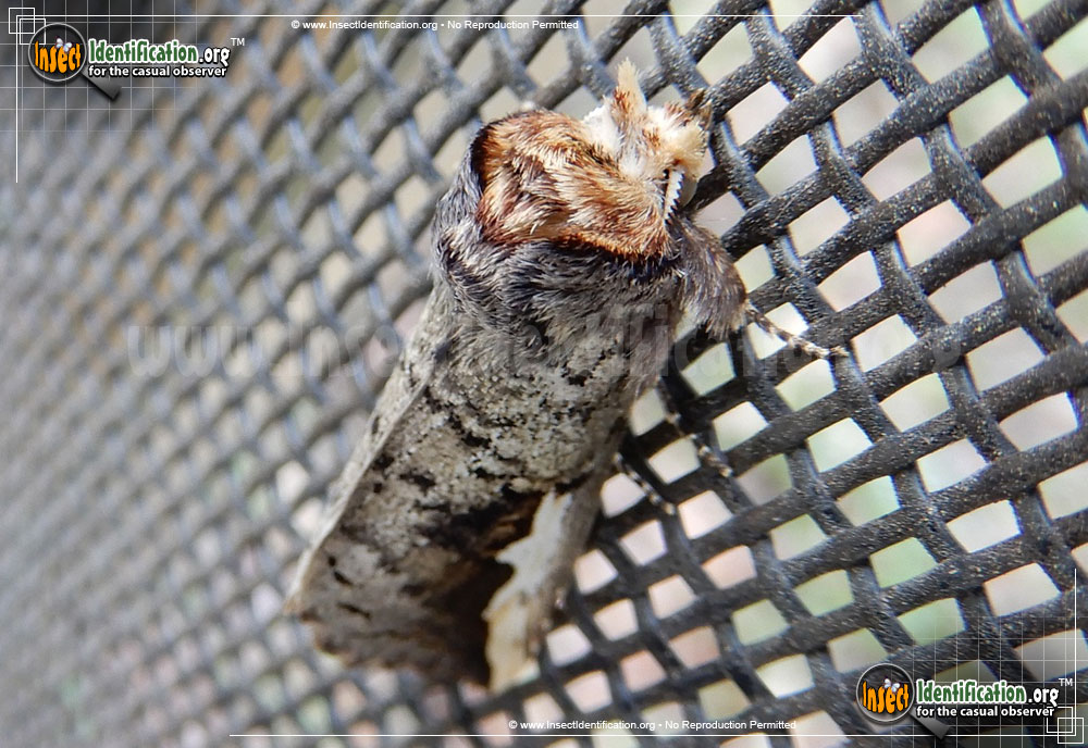Full-sized image #2 of the Orange-Humped-Mapleworm-Moth