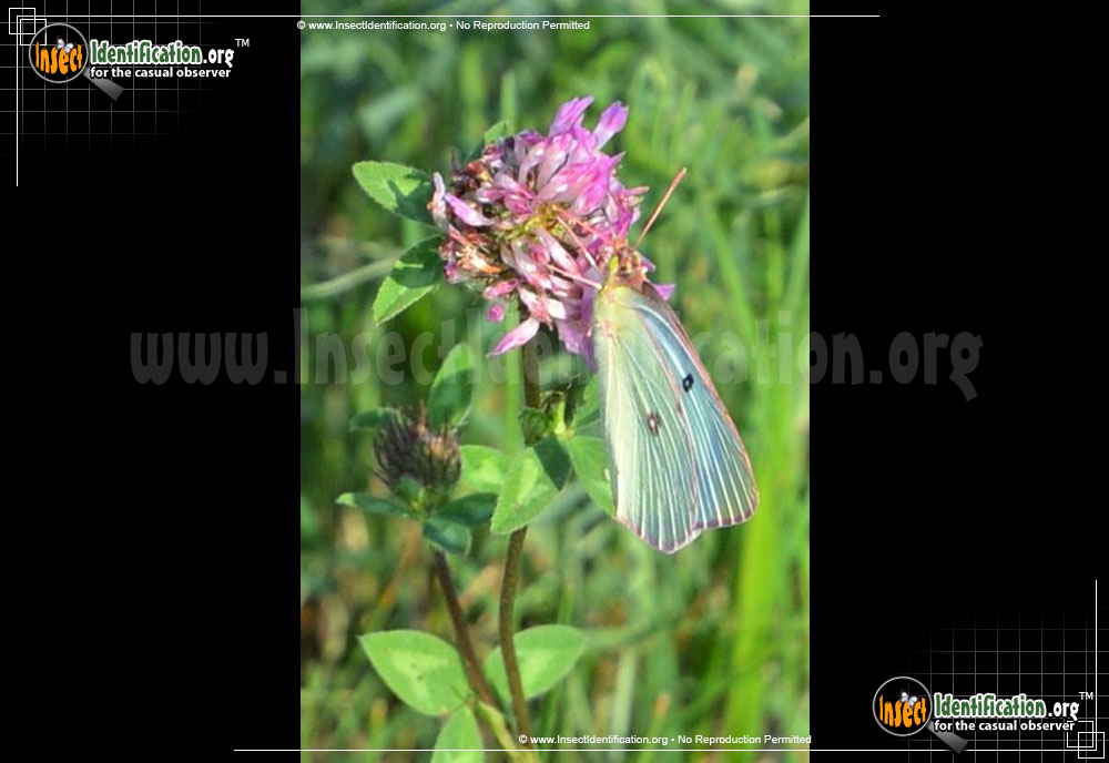 Full-sized image #6 of the Orange-Sulphur-Butterfly