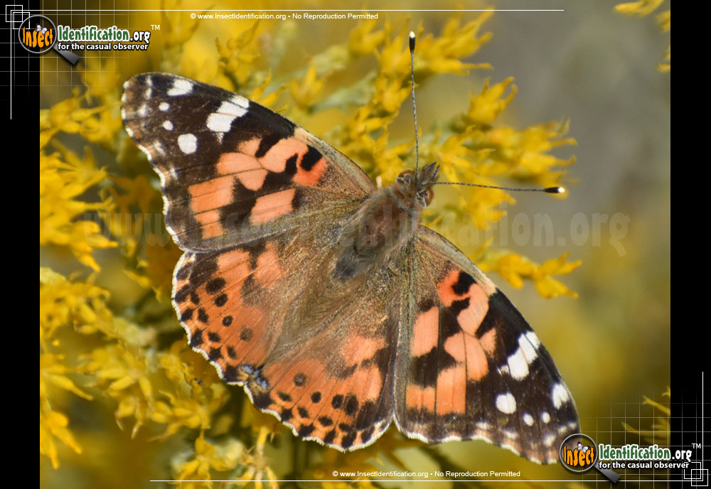 Full-sized image #7 of the Painted-Lady-Butterfly